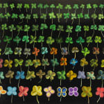 Several varieties of clovers in different shapes, sizes, patterns and colors.