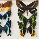 Detail of six different species of colorful butterflies in shallow paper box.