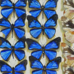 Detail of rows of butterflies.