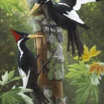 Highly detailed and realistic oil painting on panel of two black and white Ivory Billed Woodpeckers latched onto a tree with mossy bark The two possibly extinct birds are surrounded by green orange and yellow leaves and natural sunlight The woodpecker to the left has a red mohawk and the other on the right has a black one
