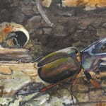 Isabella Kirkland, Old Opportunist (Japanese Beetles: Popillia japonica), 2018