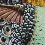 Close up of the humming bird wings and peacock feather