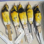 Yellow, black, and white birds on their backs in shallow cardboard box with identification tags.