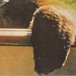 Detail of bear paw over passenger door of car.