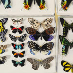 Detail of Several multicolored preserved butterflies in four shallow paper boxes.