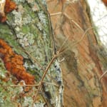 Detail of long and skinny and brown Phasmid insect crawling on tree covered in lichen.