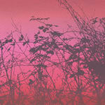 Close up of the bottom of FOG VI showing more detail of black silhouetted foliage against a hot pink background
