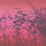 Close up of the bottom of FOG VI showing more detail of black silhouetted foliage against a hot pink background