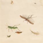 Watercolor of various grasshoppers in different shapes, sizes and colors. They are spread out on the page.