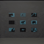 Gif of nine rectangular pieces with green LEDs behind Plexiglass that display multiple different animals and humans in motion as an homage to late eighteen hundreds photographer Eadweard Muybridge’s motion studies. To the right of the piece a person is standing to show scale