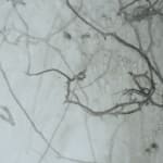 Emil Lukas, lost photograph #80 circa 1860 #1980, 2020