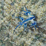 Blue nudibranch floating in shallow water.
