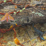 Detail displaying several insect species on branch, log, and in dead leaves.