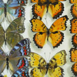 Close up detail of vertical rows of two varieties of one butterfly species. Half are grey, blue and red and half are orange and black.