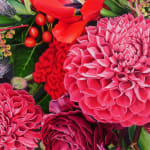 Close up of one a section of New Opportunist with several pink and red dahlias in view