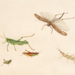Detail view of 5 grasshoppers.