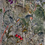 Abelardo Morell Flowers for Lisa #4 photograph of flattened flowers pressed into clay