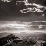 Nick Brandt, Elephant Sails, 2008