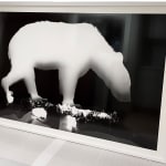 Zana Briski, Bearogram #30, New York, 2020