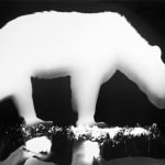 black and white photogram of bear walking by Zana Briski