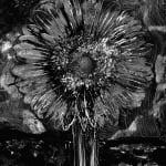 Abelardo Morell Flowers for Lisa #35 Cliche Verre of a sunflower pressed onto glass in black and white