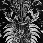 Abelardo Morell Flowers for Lisa #71 After Anna Atkins black and white botanical pressing of inked leaves in a book to make a symmetrical impression