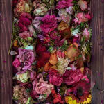 Abelardo Morell Flowers for Lisa #8 pink flowers set in wood frame