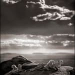 Nick Brandt, Elephant Sails, 2008
