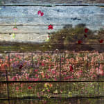 Abelardo Morell Flowers for Lisa #49 Tent Camera Image Floret Flower Farm with blue sky and pink flowers on wood slats