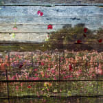 Abelardo Morell Flowers for Lisa #49 Tent Camera Image Floret Flower Farm with blue sky and pink flowers on wood slats