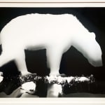 Zana Briski, Bearogram #30, New York, 2020