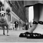 Elliott Erwitt, Finland, 2001