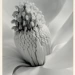 Close-up of magnolia flower stamen by Imogen Cunningham