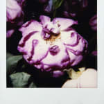 Nobuyoshi Araki, Untitled