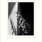 Imogen Cunningham, Colletia Cruciata 7, 1929