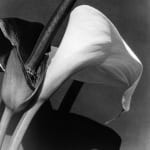 Imogen Cunningham, Black and White Lilies, late 1920s