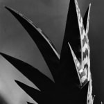 Imogen Cunningham, Aloe, 1925