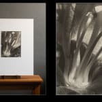 Imogen Cunningham, Plant Form, early 1920s