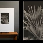 Imogen Cunningham, Aloe Plicatilis, 1949