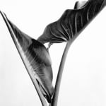 Imogen Cunningham, Calla Leaves, about 1930