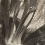 Imogen Cunningham, Plant Form, early 1920s