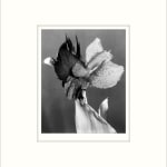 Imogen Cunningham, Canna 2, 1920s