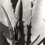 Imogen Cunningham, Aloe 3, 1920s