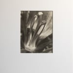 Imogen Cunningham, Plant Form, early 1920s
