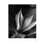 Imogen Cunningham, Agave, about 1930