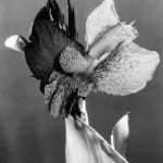 Imogen Cunningham, Canna 2, 1920s