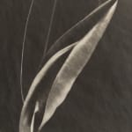 Imogen Cunningham, Rubber Plant 3, about 1929