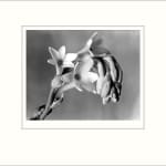 Imogen Cunningham, Tuberose, 1920s