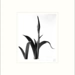 Imogen Cunningham, Amaryllis Bud, 1933