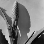 Imogen Cunningham, Water Hyacinth 2, 1920s
